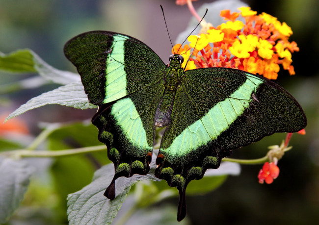 Обои картинки фото животные, бабочки, крылья, цветы