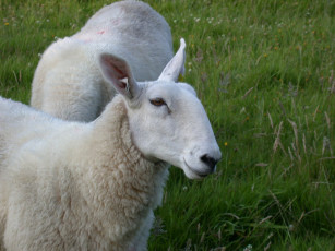 Картинка животные овцы бараны овечка