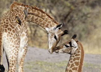 обоя животные, жирафы, мама, малыш, нежность