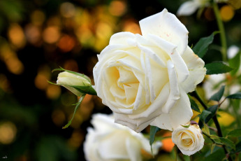 Картинка цветы розы лепестки белый