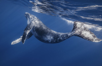 Картинка животные киты кашалоты детеныш кита