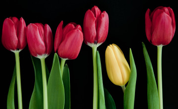 Картинка цветы тюльпаны красный желтый