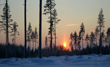 Картинка природа восходы закаты снег зима лес деревья закат