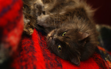 Картинка cat животные коты кошка отдых