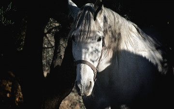 Картинка животные лошади морда белый