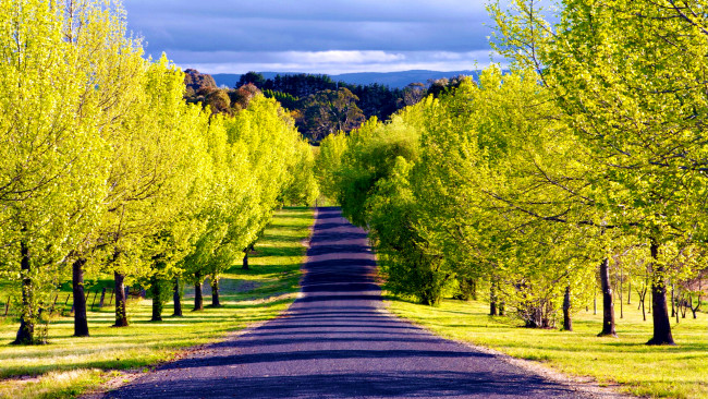 Обои картинки фото road, to, природа, дороги, дорога, деревья, желтые, кроны, осень