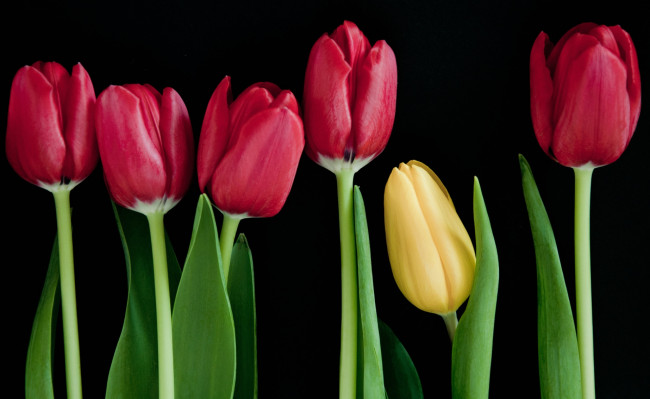 Обои картинки фото цветы, тюльпаны, красный, желтый