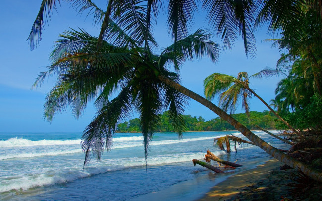 Обои картинки фото природа, тропики, пальмы, океан, пляж