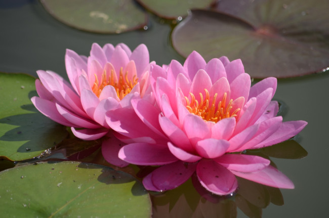 Обои картинки фото цветы, лилии, водяные, нимфеи, кувшинки, парочка, вода, розовый