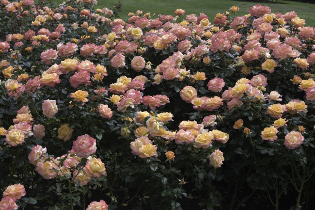 Обои картинки фото цветы, розы, много, кусты, заросли