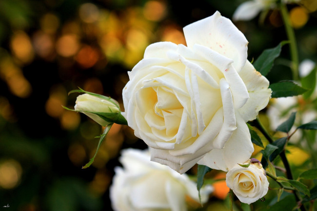 Обои картинки фото цветы, розы, лепестки, белый