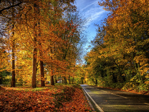 Картинка природа дороги дорога деревья осень