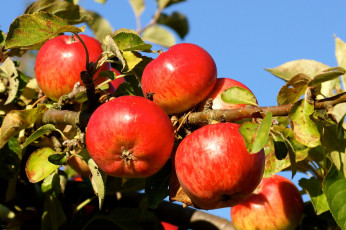 Картинка природа плоды ветки яблоня