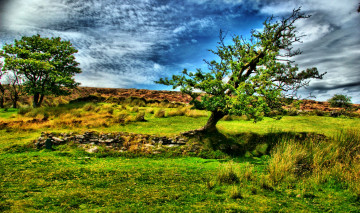 Картинка природа пейзажи трава поле деревья облака