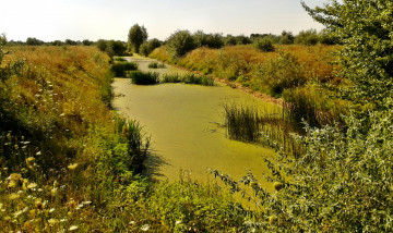 Картинка природа реки озера поле трава деревья калал ряска осока