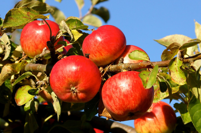 Обои картинки фото природа, плоды, ветки, яблоня