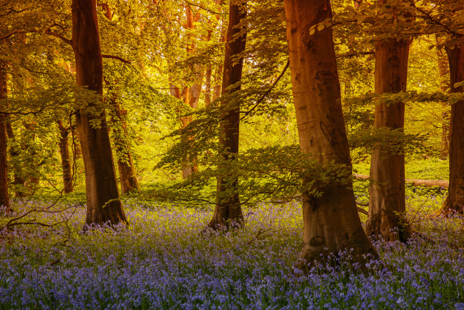 Обои картинки фото grass, wood, grassington, north, yorkshire, england, природа, лес, северный, йоркшир, англия, деревья, колокольчики, цветы