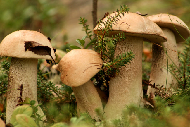 Обои картинки фото природа, грибы, квартет