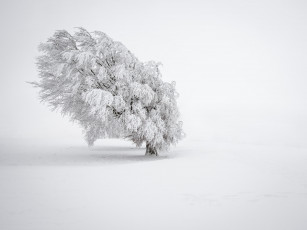 Картинка природа зима снег туман дерево