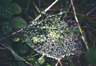 Картинка природа макро роса капли паутина