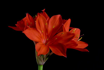 Картинка цветы амариллисы +гиппеаструмы аммарилисы красные чёрный фон