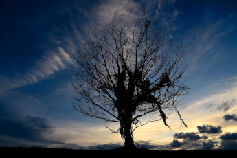 Картинка природа деревья небо дерево облака
