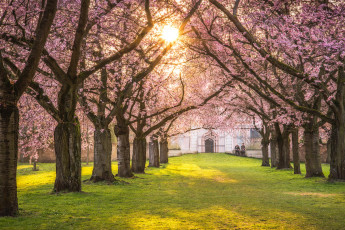 Картинка природа парк люди весна сакура цветение деревья