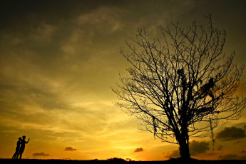 Картинка природа восходы закаты закат дерево облака
