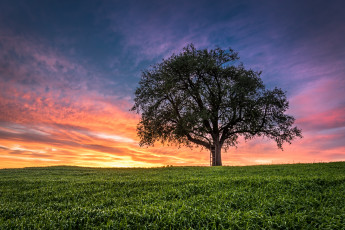 Картинка природа восходы закаты закат поле дерево