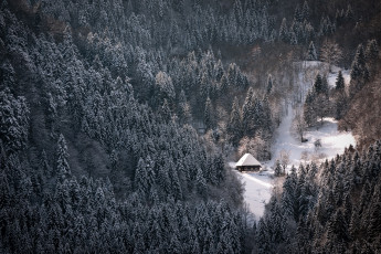 Картинка природа зима ели лес дом