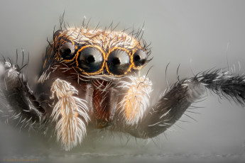 Картинка животные пауки макро джампер глазки лапки паук