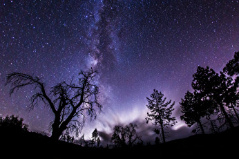 обоя космос, галактики, туманности, тени, деревья, млечный, путь, ночь, звезды