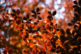 Картинка природа листья ветки осень