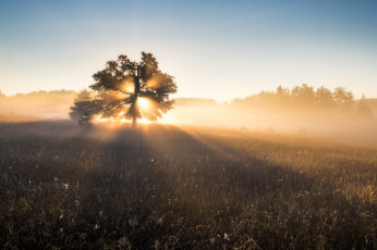 Картинка природа восходы закаты восход лучи туман утро луг дерево
