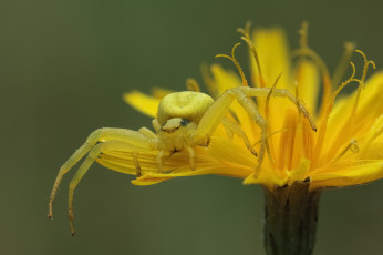 Картинка животные пауки паук одуванчик фон макро