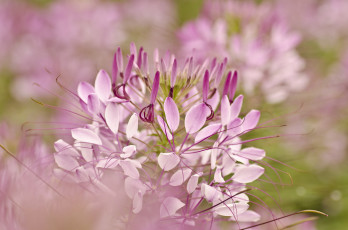Картинка цветы клеомы cleome hassleriana