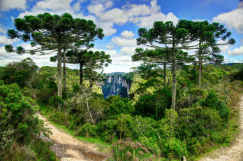 Картинка природа дороги дорожка лес ущелье горы