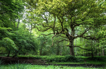 Картинка природа лес дерево зеленый