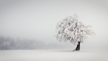 Картинка природа зима поле дерево
