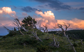 Картинка природа деревья вечер облака небо