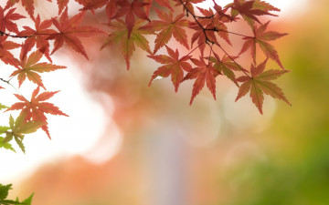 Картинка природа листья осень ветки клен багряный