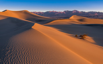 Картинка природа пустыни desert sand mesquite dunes death valley