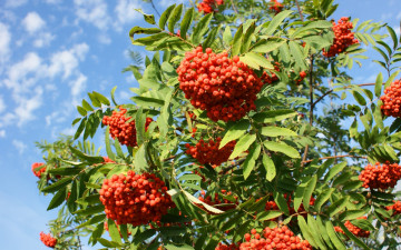 Картинка природа Ягоды +рябина небо гроздья ветки рябина дерево