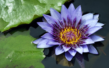 Картинка цветы лилии+водяные +нимфеи +кувшинки нимфея водяная лилия вода лепестки сиреневый