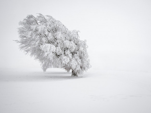 Обои картинки фото природа, зима, снег, туман, дерево