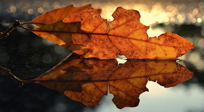 Обои картинки фото природа, листья, отражение, вода, осень, лист