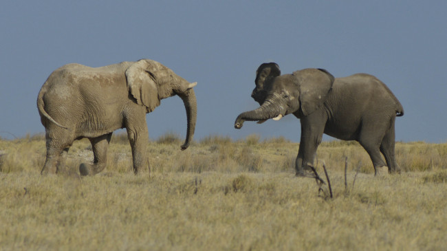 Обои картинки фото животные, слоны, тучи, пасмурно