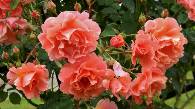 Обои картинки фото цветы, розы, кали, роса, оранжевые, куст