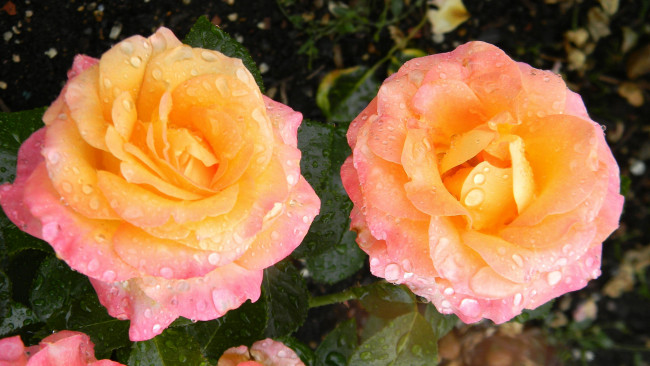 Обои картинки фото цветы, розы, капли, роса