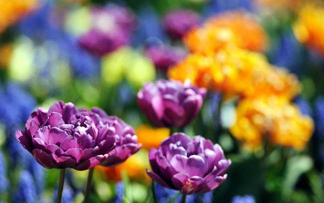 Обои картинки фото цветы, тюльпаны, поле, разноцветные